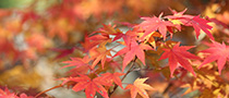 もみじ